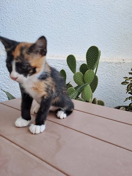 Chat à adopter — Adoption d'animaux en Tunisie Sfax