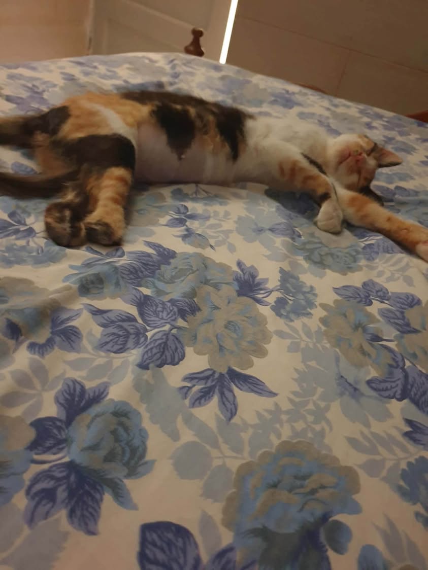 Chat à adopter