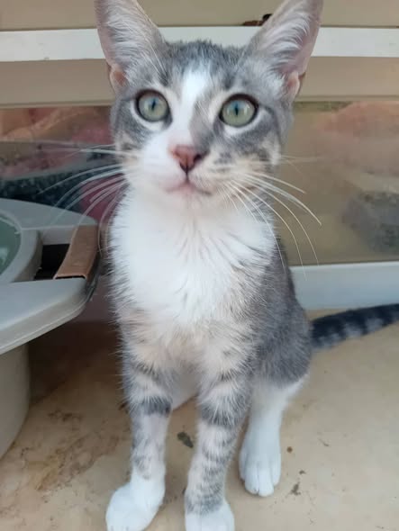 Chat à adopter