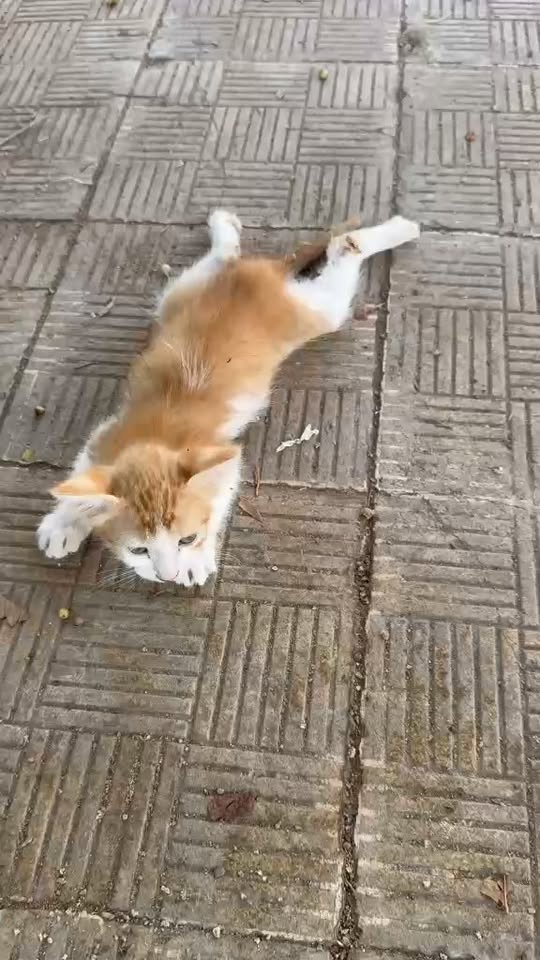 Chien à adopter