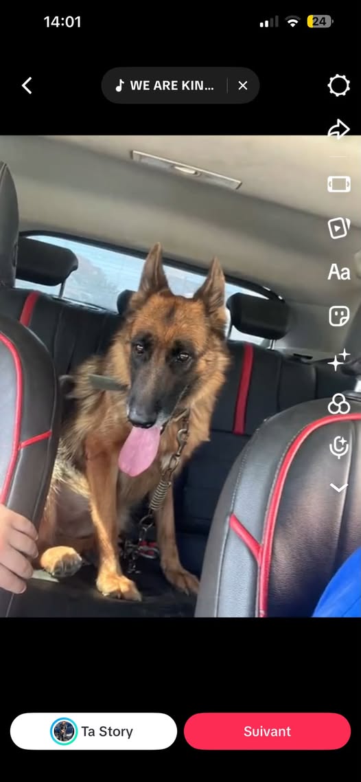 Animal à adopter