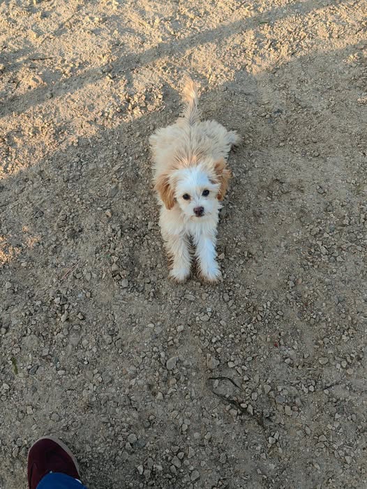 Chien à adopter — تبني الحيوانات في تونس صفاقس