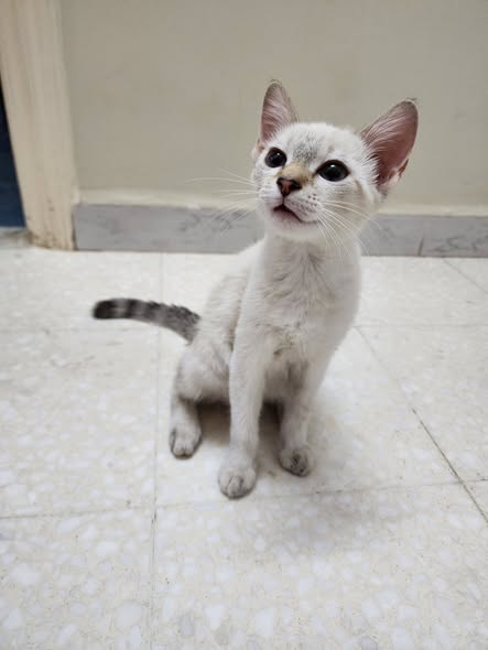 Animal à adopter