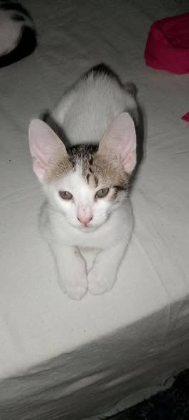 Chat à adopter