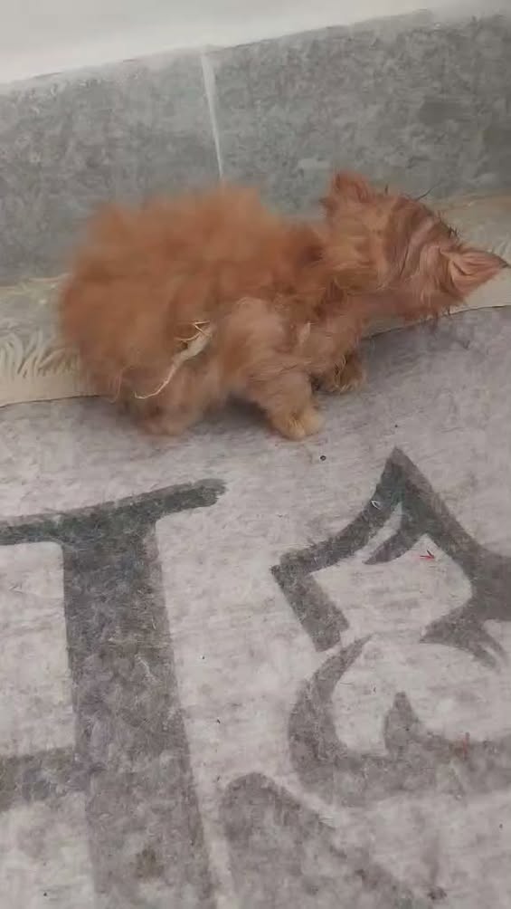 طفلة