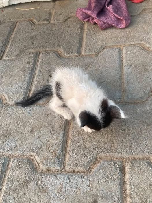 Chat à adopter