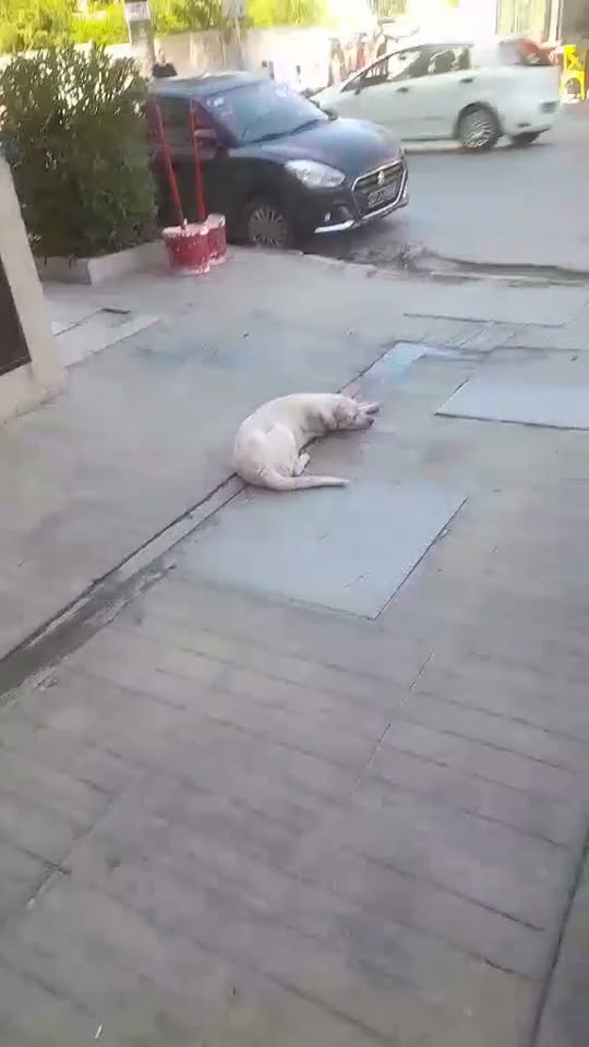 Chien à adopter