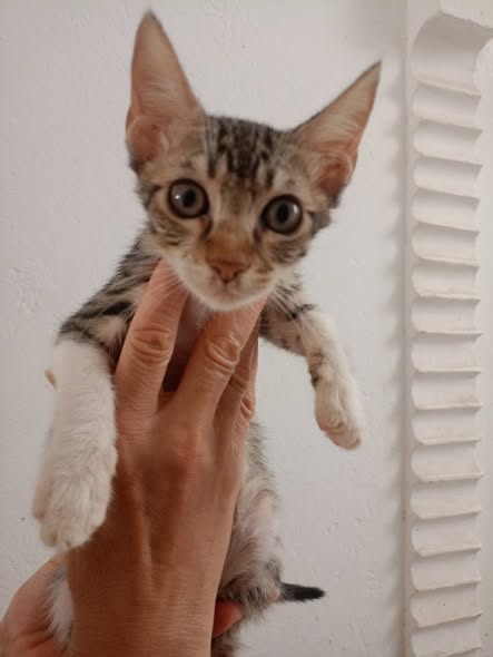 Chat à adopter