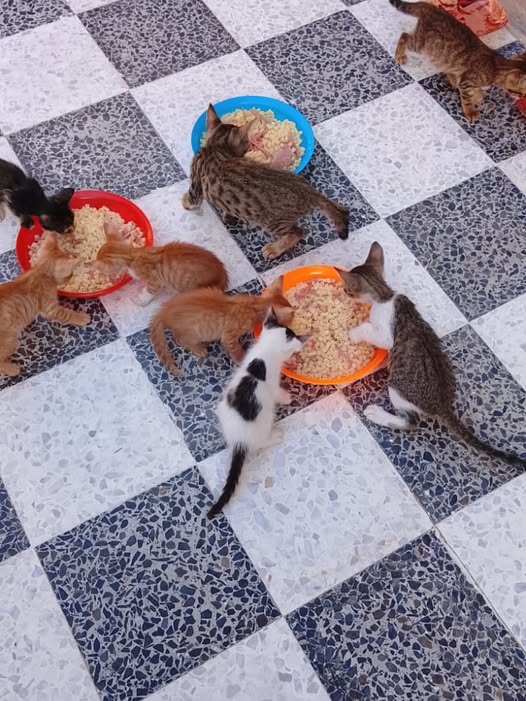Chat à adopter — Adoption d'animaux en Tunisie Sfax