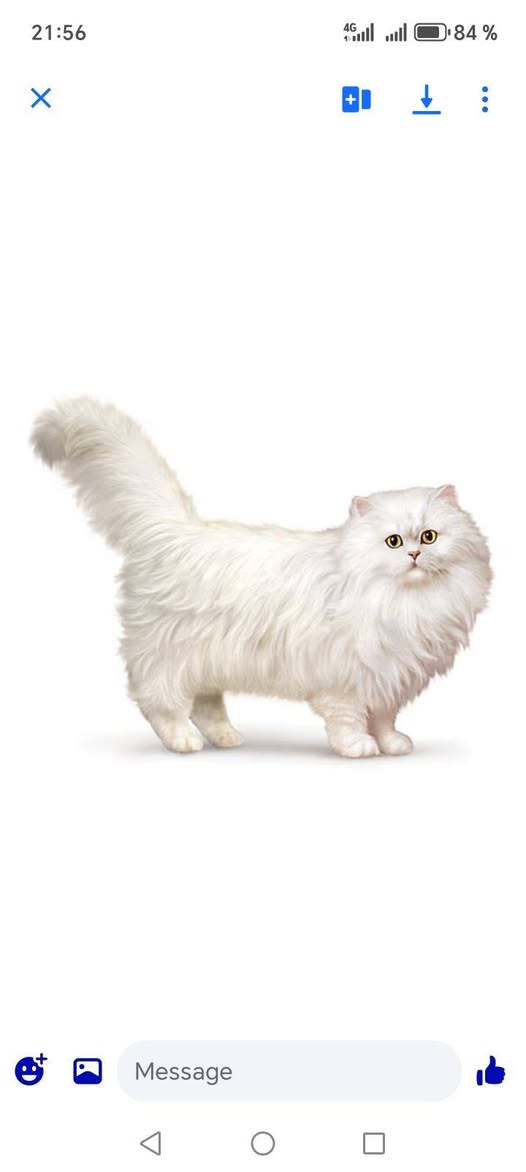 Chat à adopter