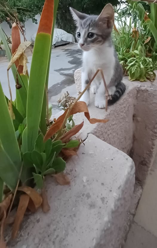 قطوسة