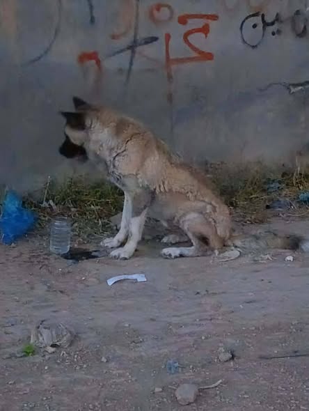 Chien à adopter