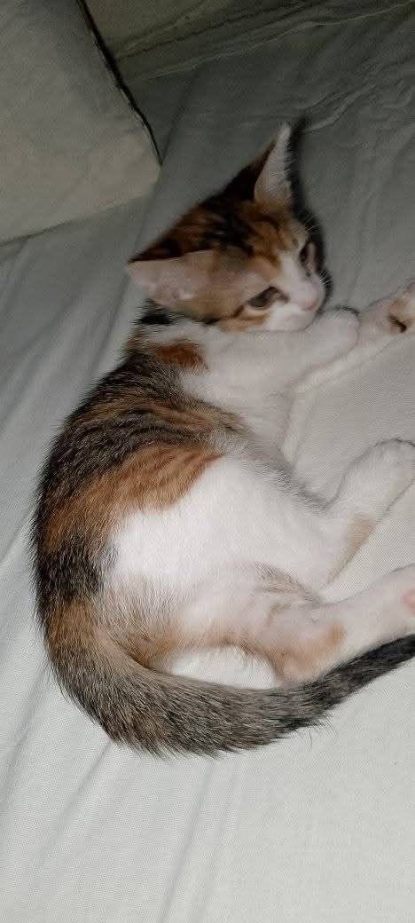 Chat à adopter