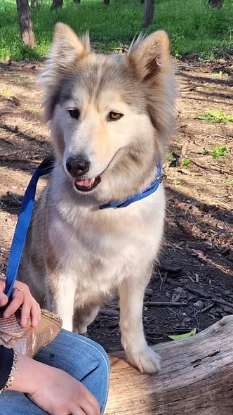 Chien à adopter