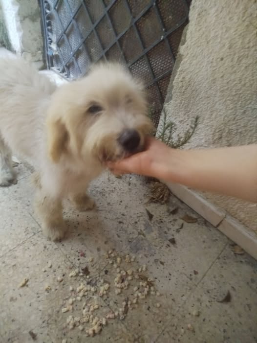 Chien à adopter