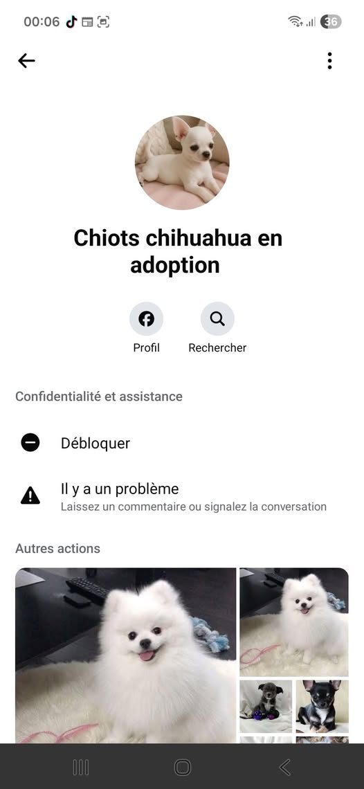 Chiots chihuahua