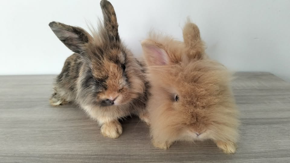 Lapin à adopter