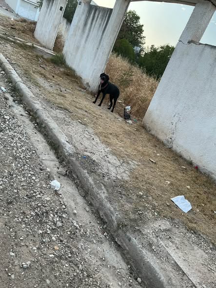 Chien à adopter
