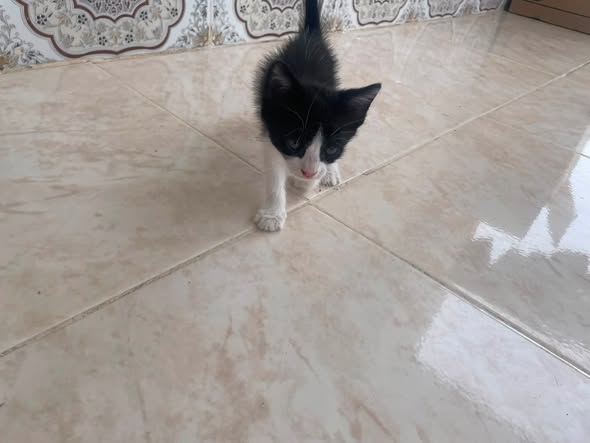 Chat à adopter