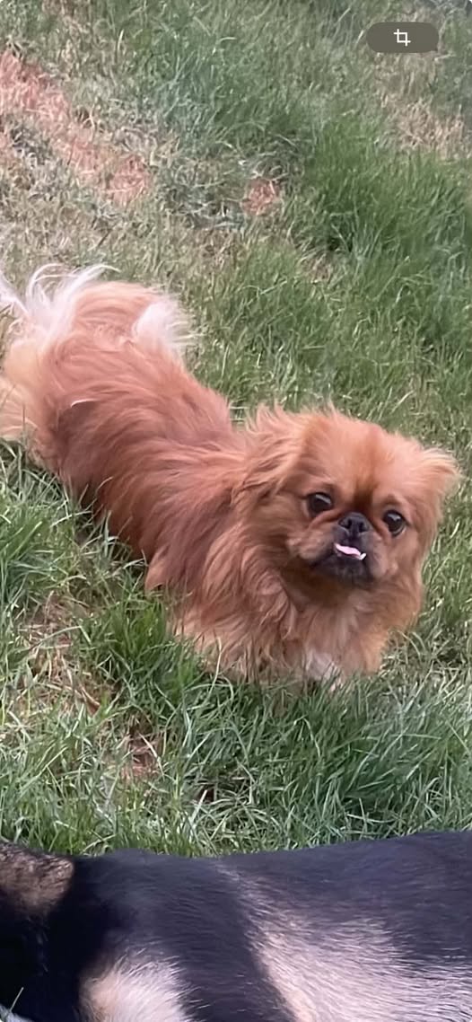 Chien à adopter