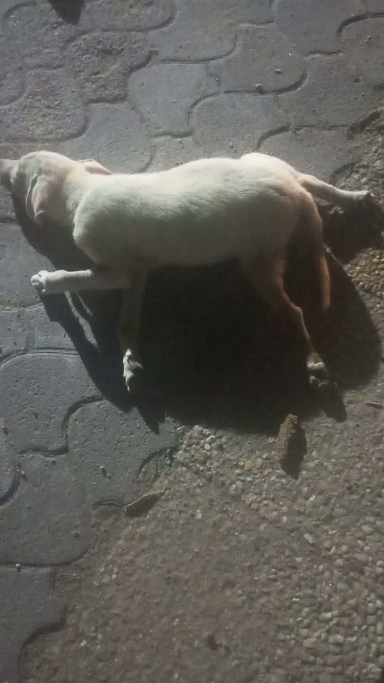 Chien à adopter