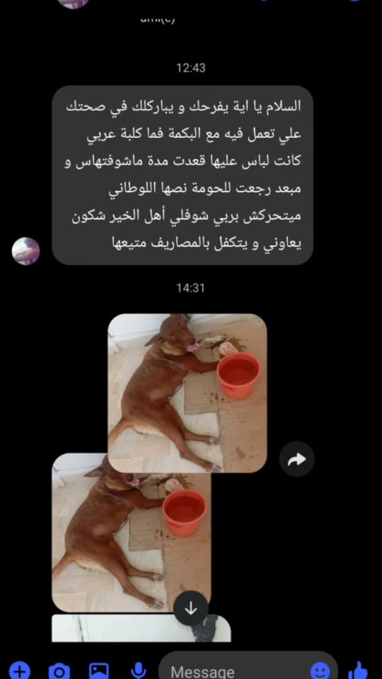 Chien à adopter
