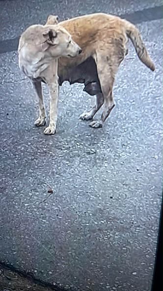 Chien à adopter