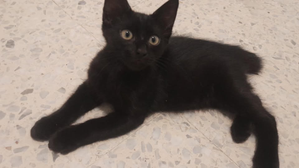 Chat à adopter — Pet adoption in Tunisia Ben Arous