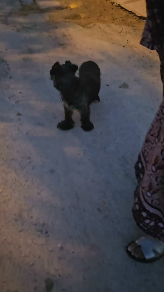 caniche