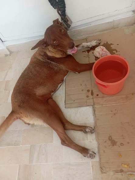 Chien à adopter
