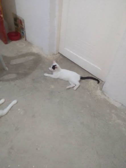 Animal à adopter