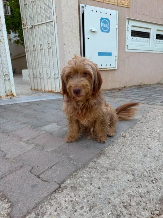 Chien à adopter