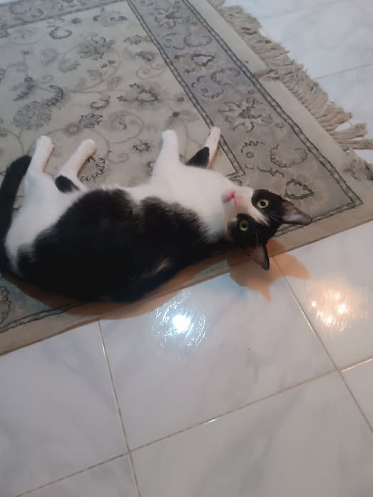قطوس