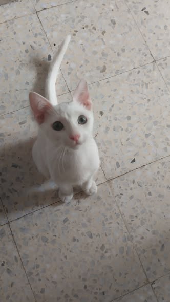 Jaafer