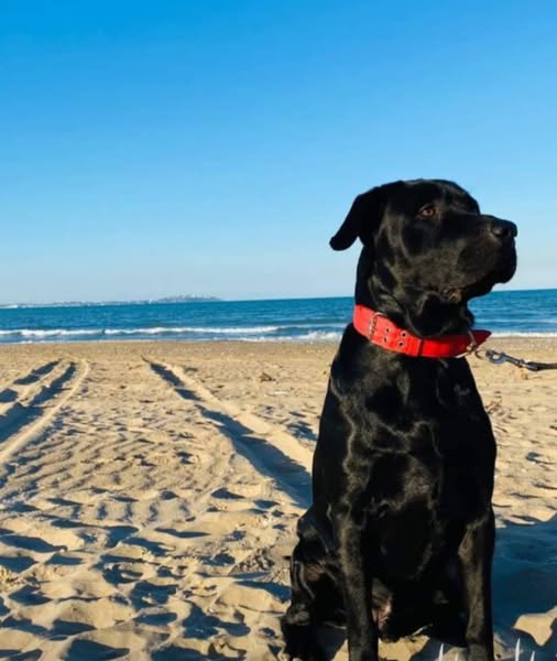 Chien à adopter