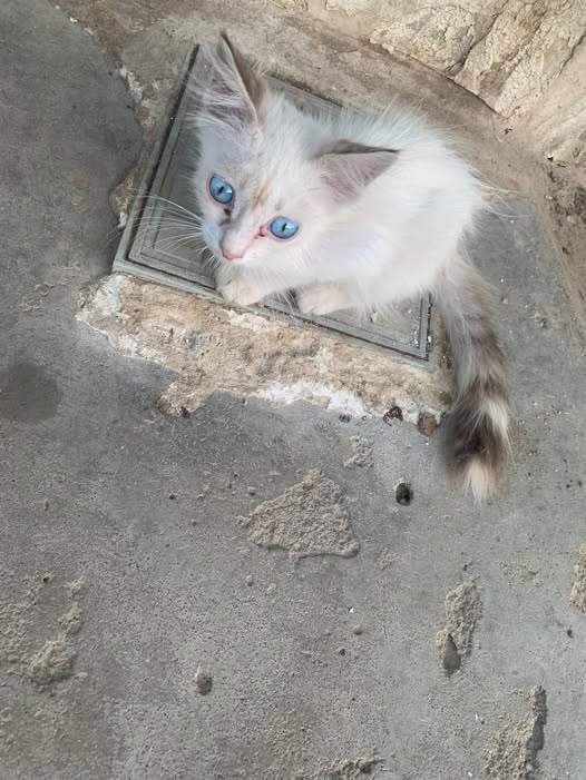 Chat à adopter