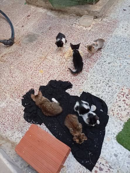 قطوسة