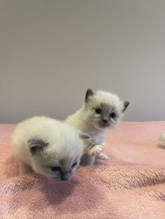 Chat à adopter