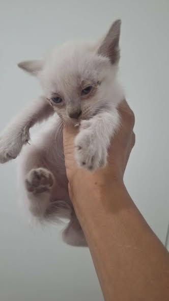 Chat à adopter