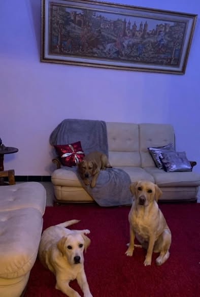 Chien à adopter