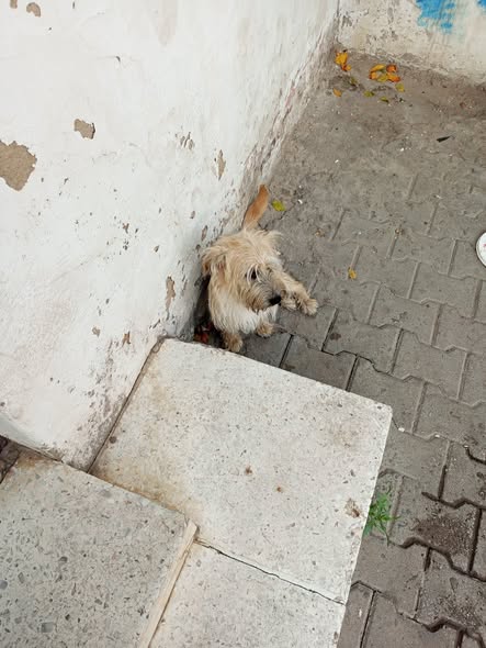 Chien à adopter
