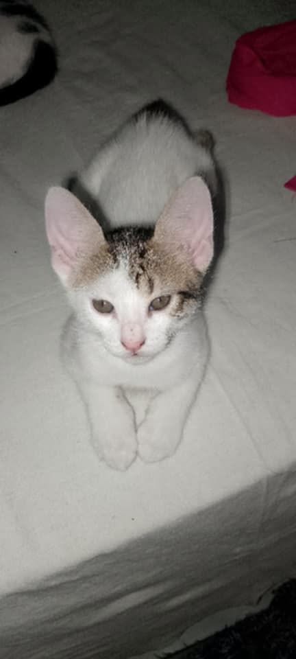 Chat à adopter