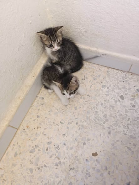 Chat à adopter