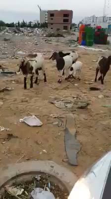 يميمتي