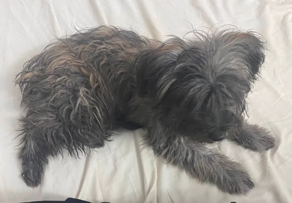 Louna