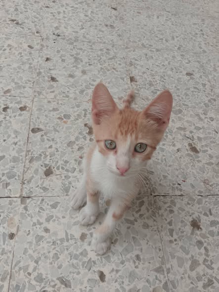 قطاطس