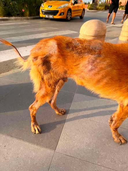 Chien à adopter