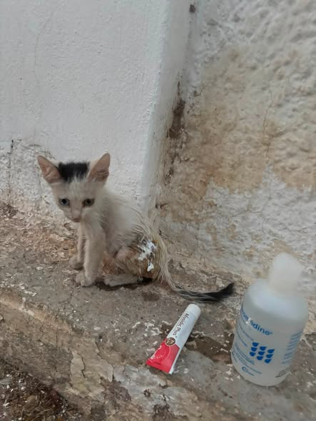 Chien à adopter