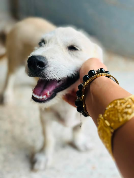 Chien à adopter