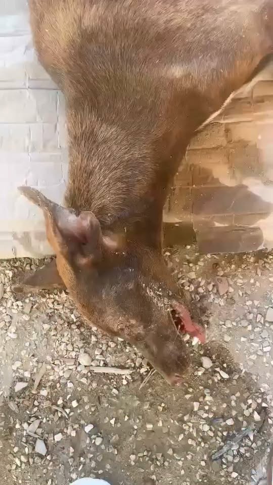 Chien à adopter — Adoption d'animaux en Tunisie Sfax